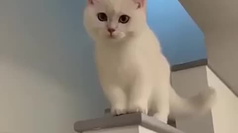 Cats viral video