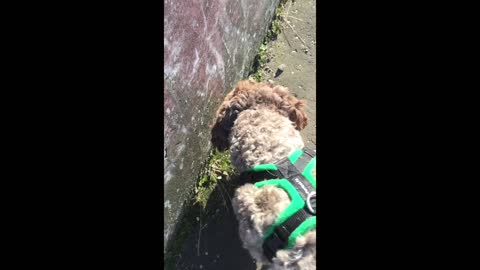 Labradoodle scared of piece of fluff!