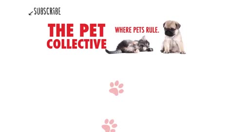 Pet Escape Artists | Funny Pet Video Compilation | The Pet Collective