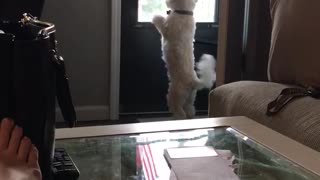 Small dog waits for his dad to come home