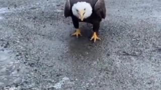 Close encounter with a bald eagle