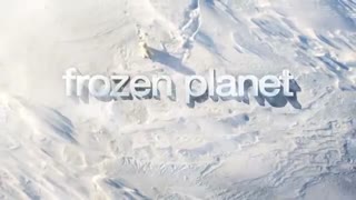 Frozen Planet: Least Weasel
