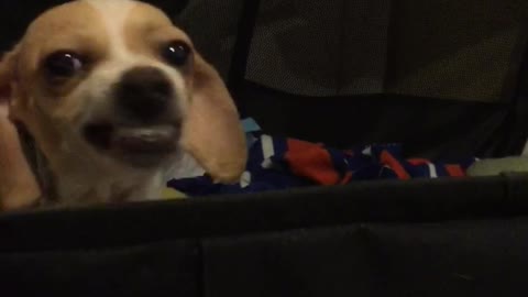 Rescued mother dog learns to smile