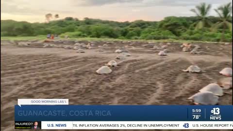 Sea turtles crawling ashore in Costa Rica