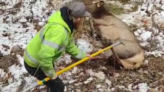 Elk Freed From Fence