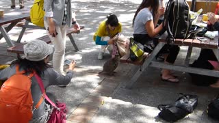 Playful Quokkas On Rottnest Island | Western Australia