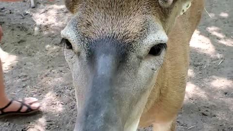 Hand feeding Whitetail deer in the velvet