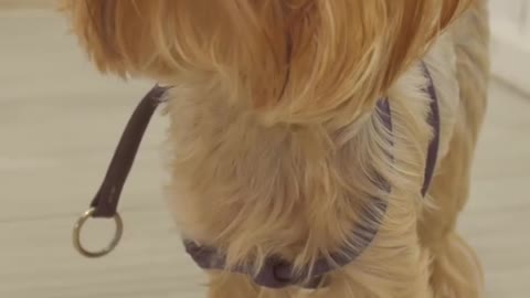 So cute funny dog 🤣Funny Dog Videos 2021🤣#shorts