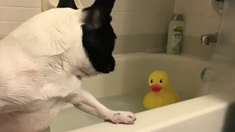 Splish Splash This Puppy Is Taking A Bath