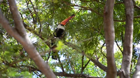 One of the Most Beautiful Birds on the Planet the Magnifico Tucano