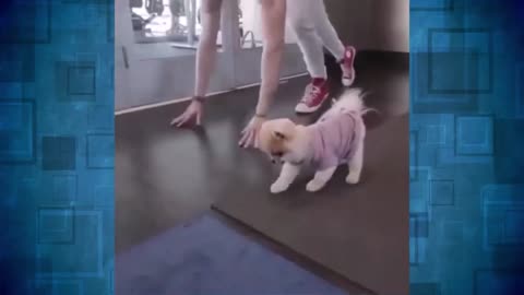 Amazing dog training with his owner.