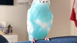 Beat Boxing Blue Budgie