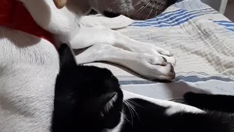 labrador and kitten best friends