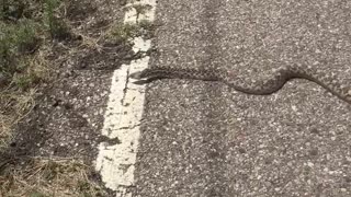 Arizona gopher snake