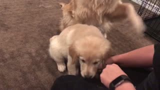 Golden Retriever Teaches Little Sister How to Shake