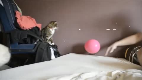 Kitten adorably plays catch with a balloon