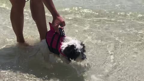 Cutest Puppy Ever gets first swim lesson