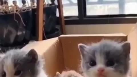 Baby Cats - Cute and Funny Cat Videos Compilation #Shorts