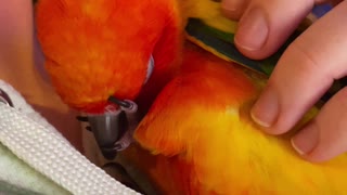 Sweet parrot politely asks for kisses from mom