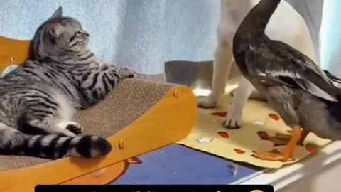 Animals funny videos 😂