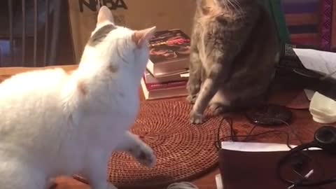 Funy cats fight
