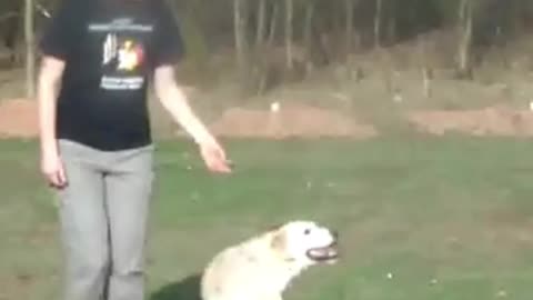 Cute labrador doing tricks