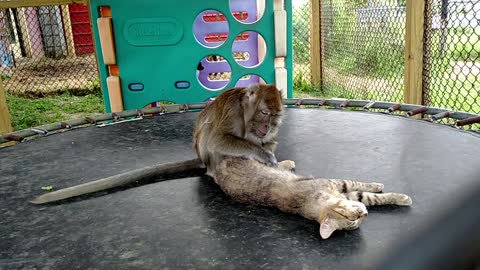 Rescued Kitty Gets A Grooming Session From Monkeys