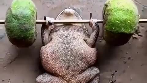 gat frog banch press