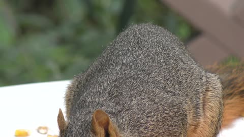 Cute fox squirrel eating corn seeds