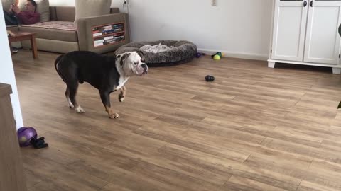 Bulldog freaks out cause there’s something in the living room that wasn’t there before