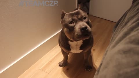 Smart and cute dog american bully