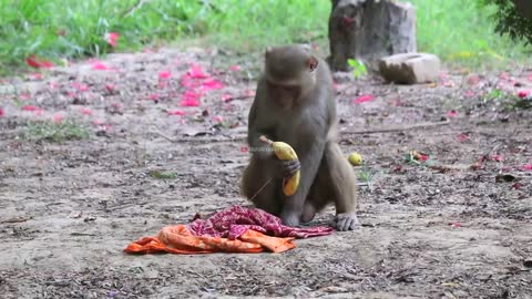 7:49 NOW PLAYING Fake Rubber Snake Banana Prank funny Monkey Can't stop laughing