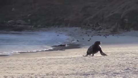 The sea lion kills the penguin.