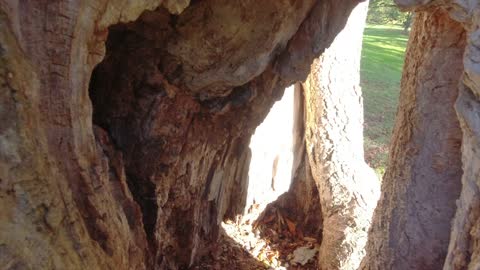 A Nice Old Tree with a couple of Holes in it!!! Pretty Cool!!!!!!!!!!