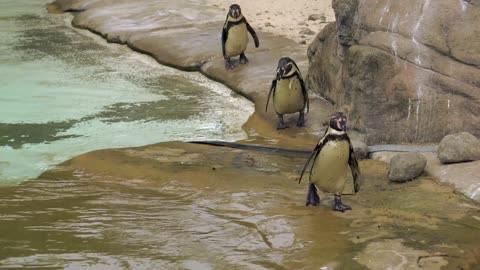 Cute Penguins Walking & Swimming Around