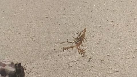 Little Crab on the beach