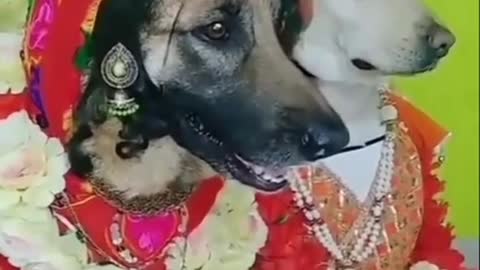 Dog love marriage 😀🤣😂 #dog #doglife