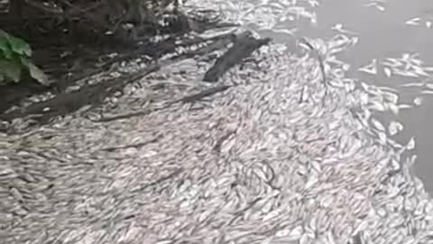 Muerte de peces en el río San Pedro, Montelibano