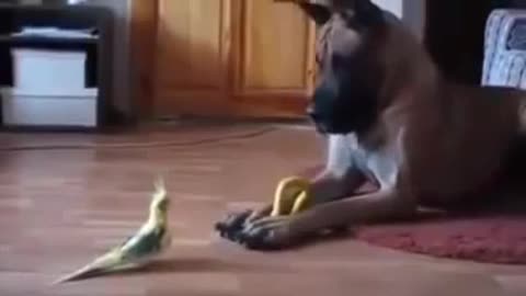 Funny Dog Great Dane vs Bird best