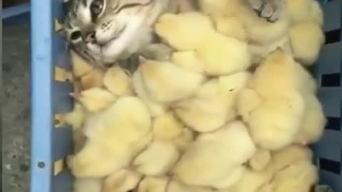 Cat with chick