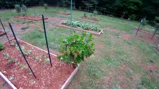 Garden update early July 2021