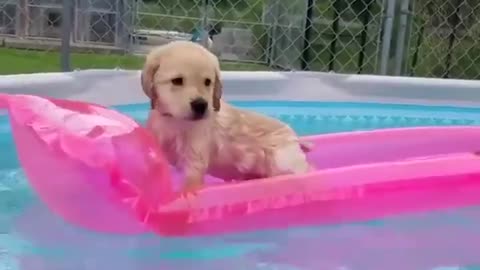 Funniest & Cutest Labrador Puppies- Funny Puppy Videos 2020