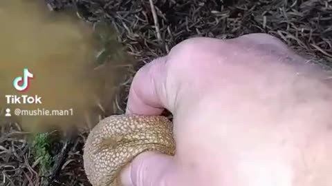 Lycoperdon Perlatum (Puffball Mushroom)
