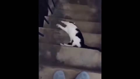 Funny cat with superb downstairs technique