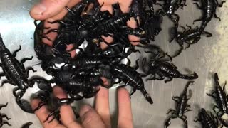 Safely Handling Huge Scorpions