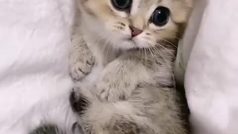 Cute little cat so beautiful