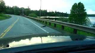 Ducks crossing the road