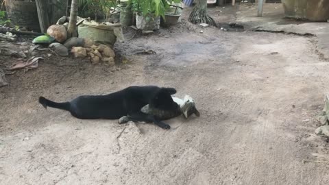 Dog vs Cat is a good friend