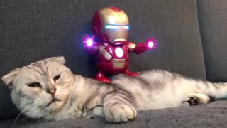 Extremely Tolerant Cat Lets 'Iron Man' Toy Dance All Over Him
