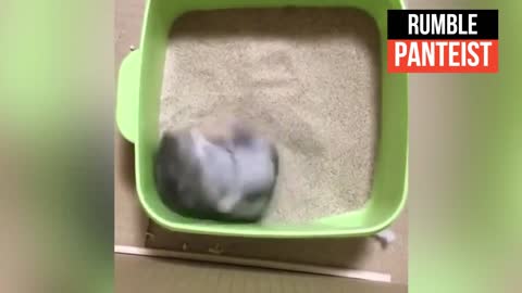 Hamsters Are Crazy Funny Hamsters Compilation 2021